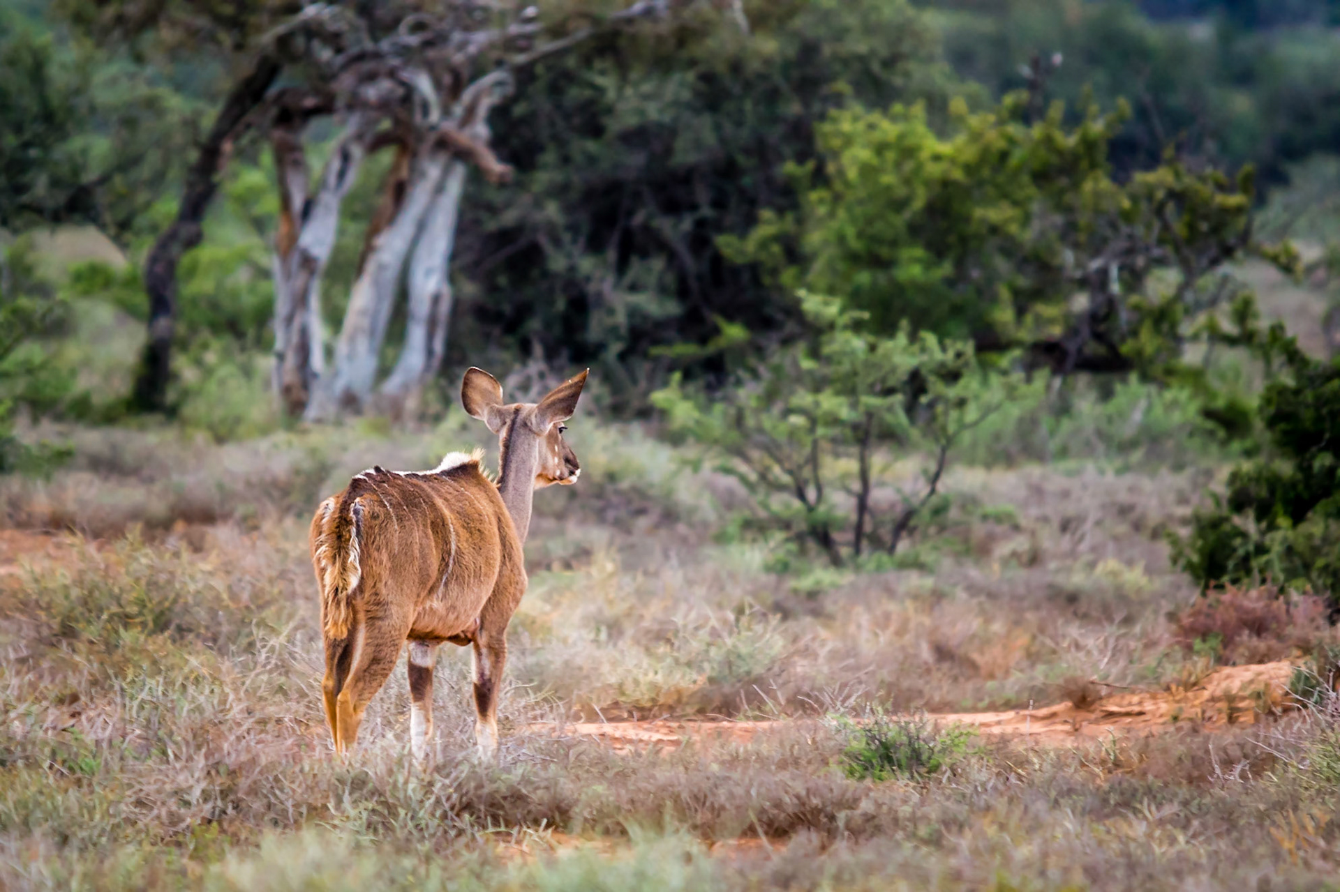 Kudu calf in Samara Private Game Reserve