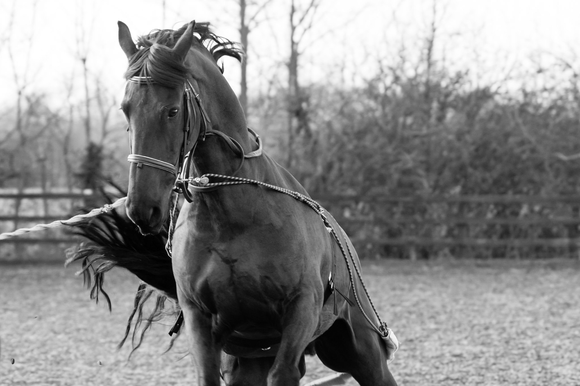 Kapser getting a bit excited whilst being lunged.