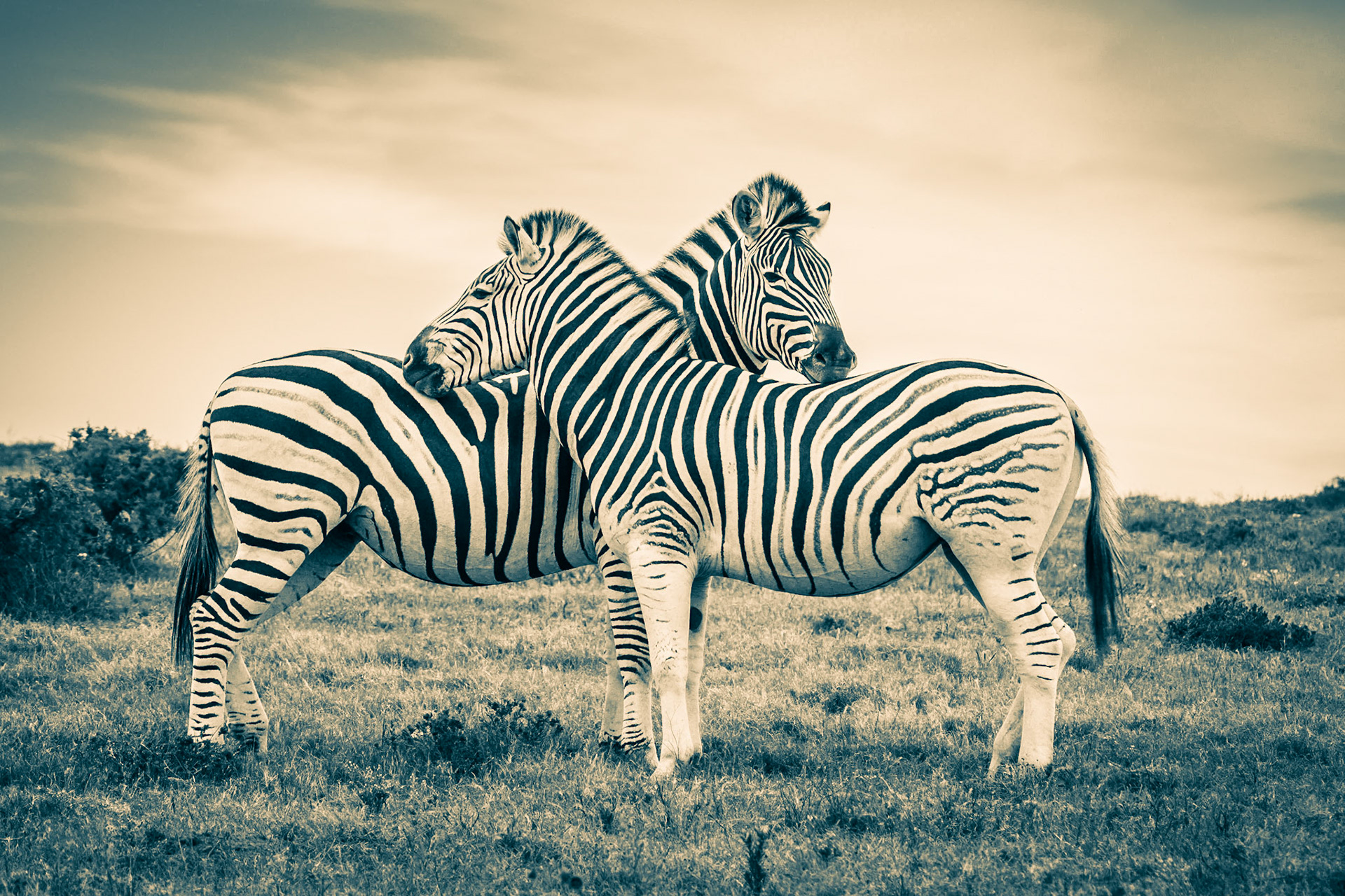 If you scratch my back...