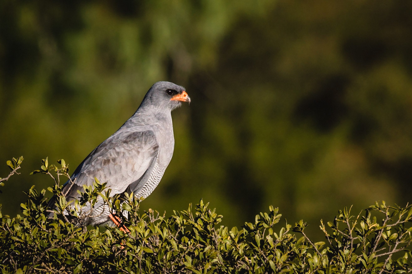 Grumpy looking Melierax canorus