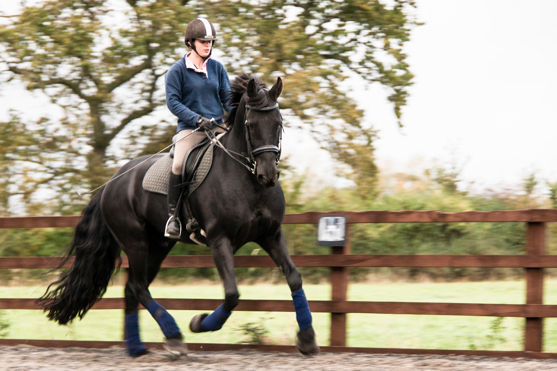 My wife's main dressage horse being schooled.