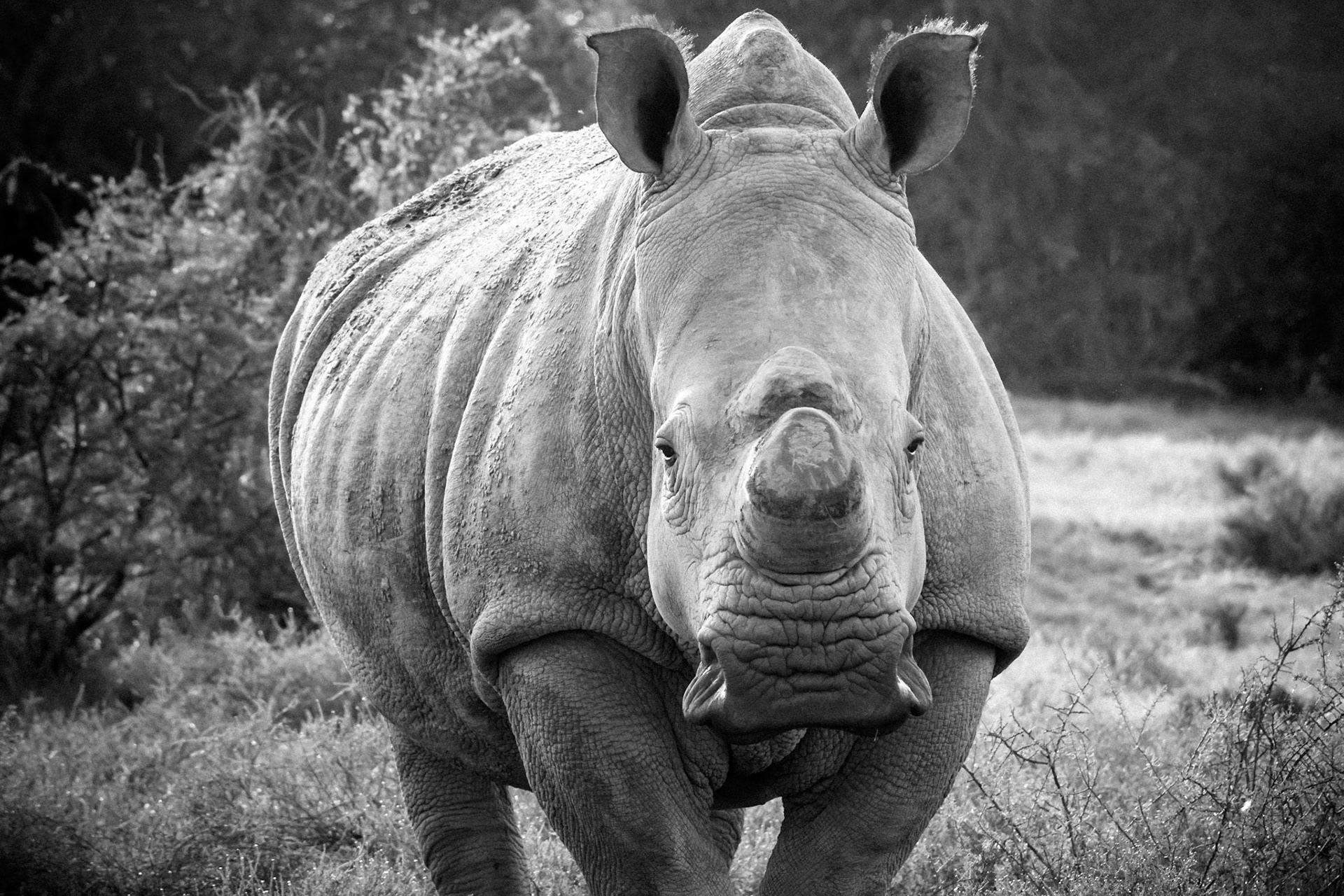 We approached a group of White Rhino on foot, the wind changed and they came to investigate... this particular individual got the closest!