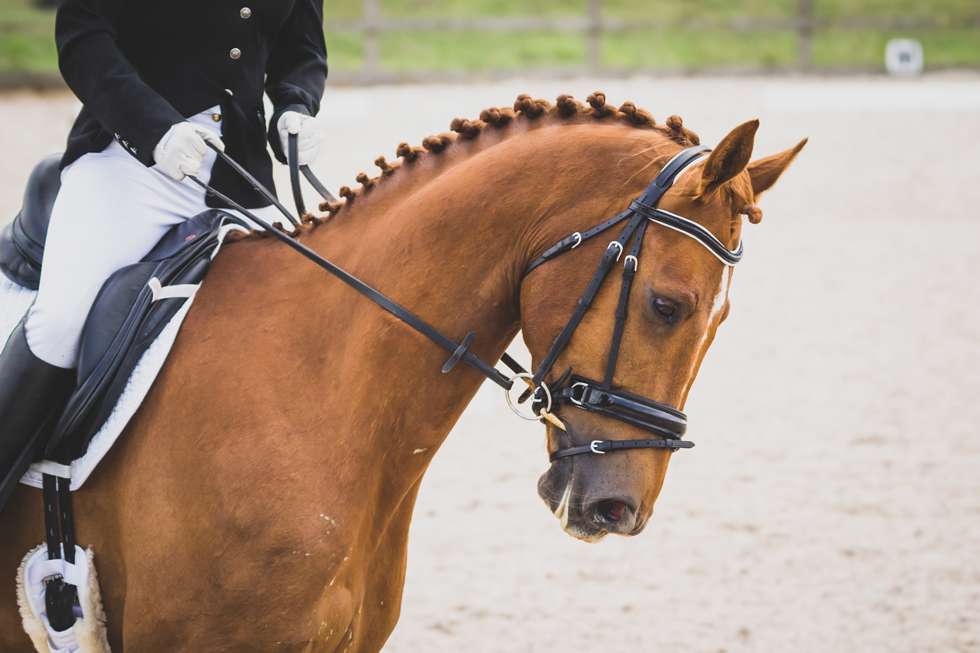 My wife's horse Gilly in the middle of his qualifying test for regionals.
