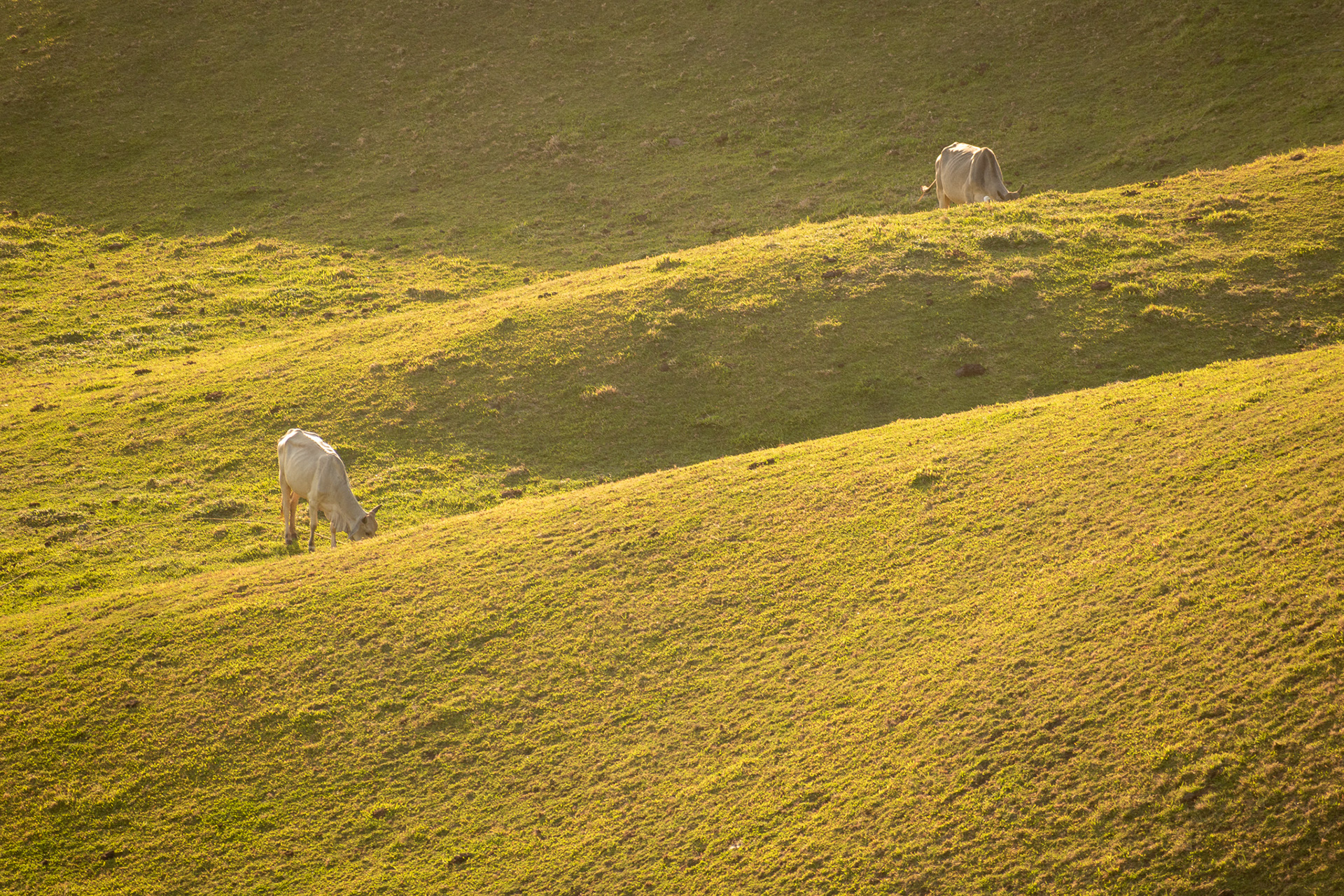 Vayang Rolling Hills #3