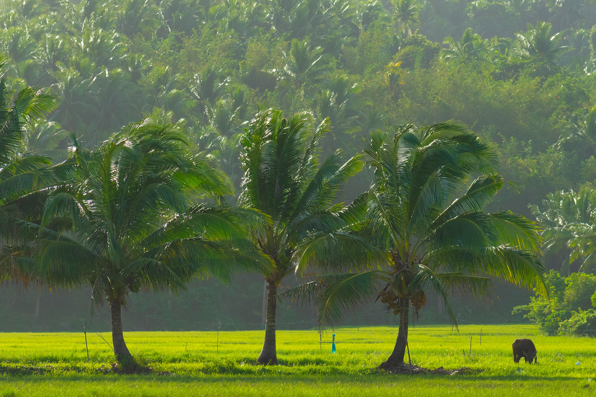 Buhay sa Probinsya #2