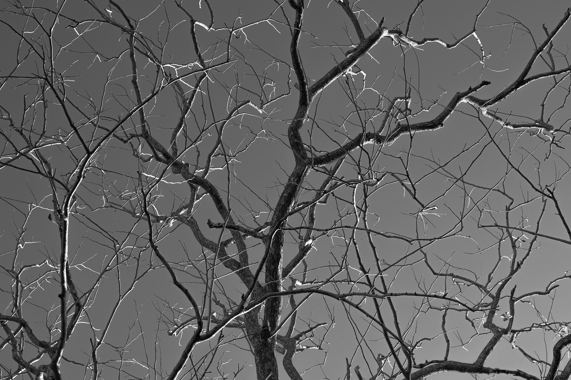Neurons in Nature #4