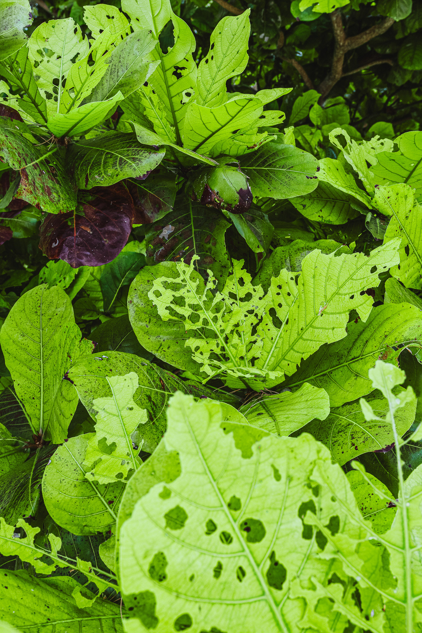 Tropical Oasis Patterns #1