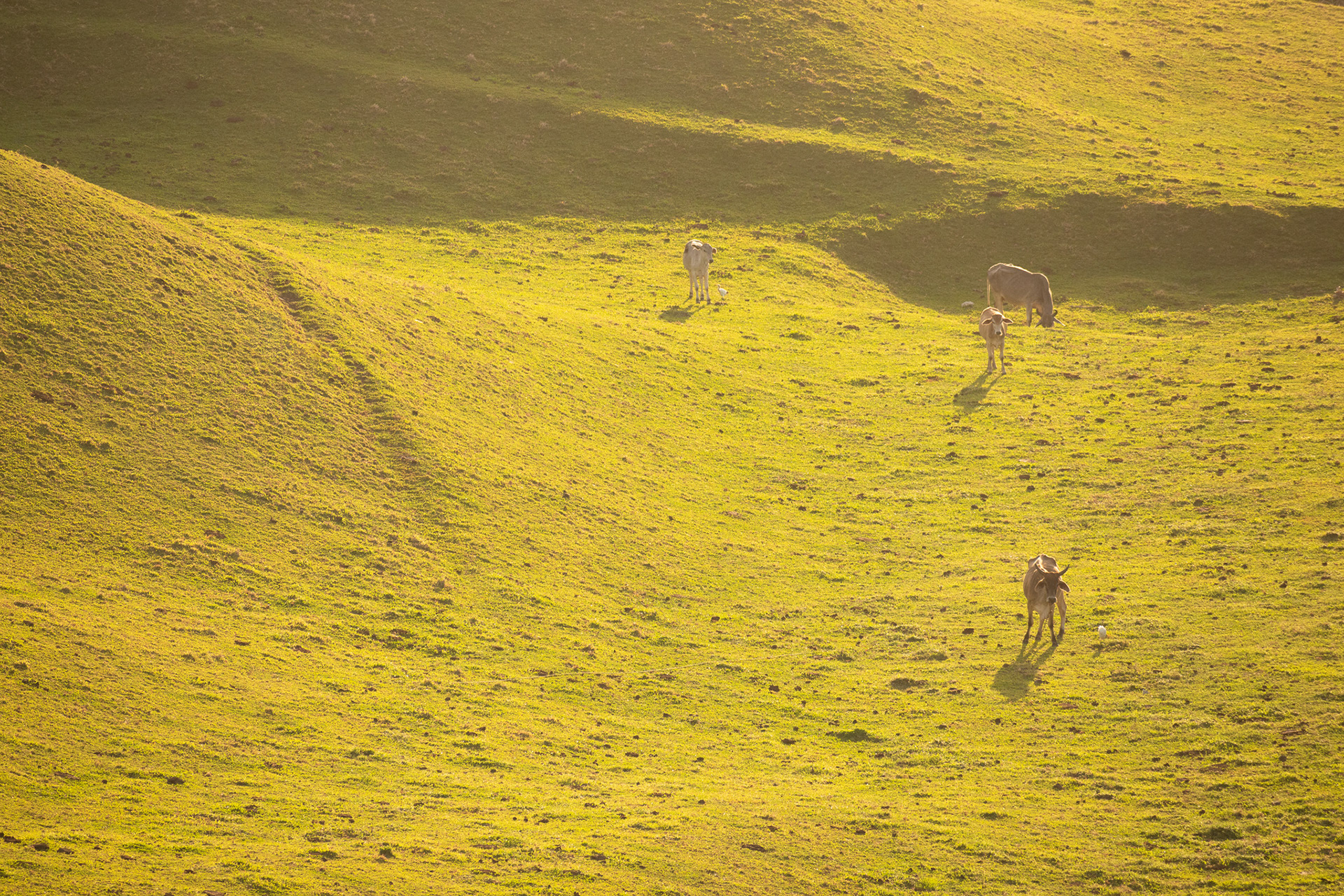 Vayang Rolling Hills #6