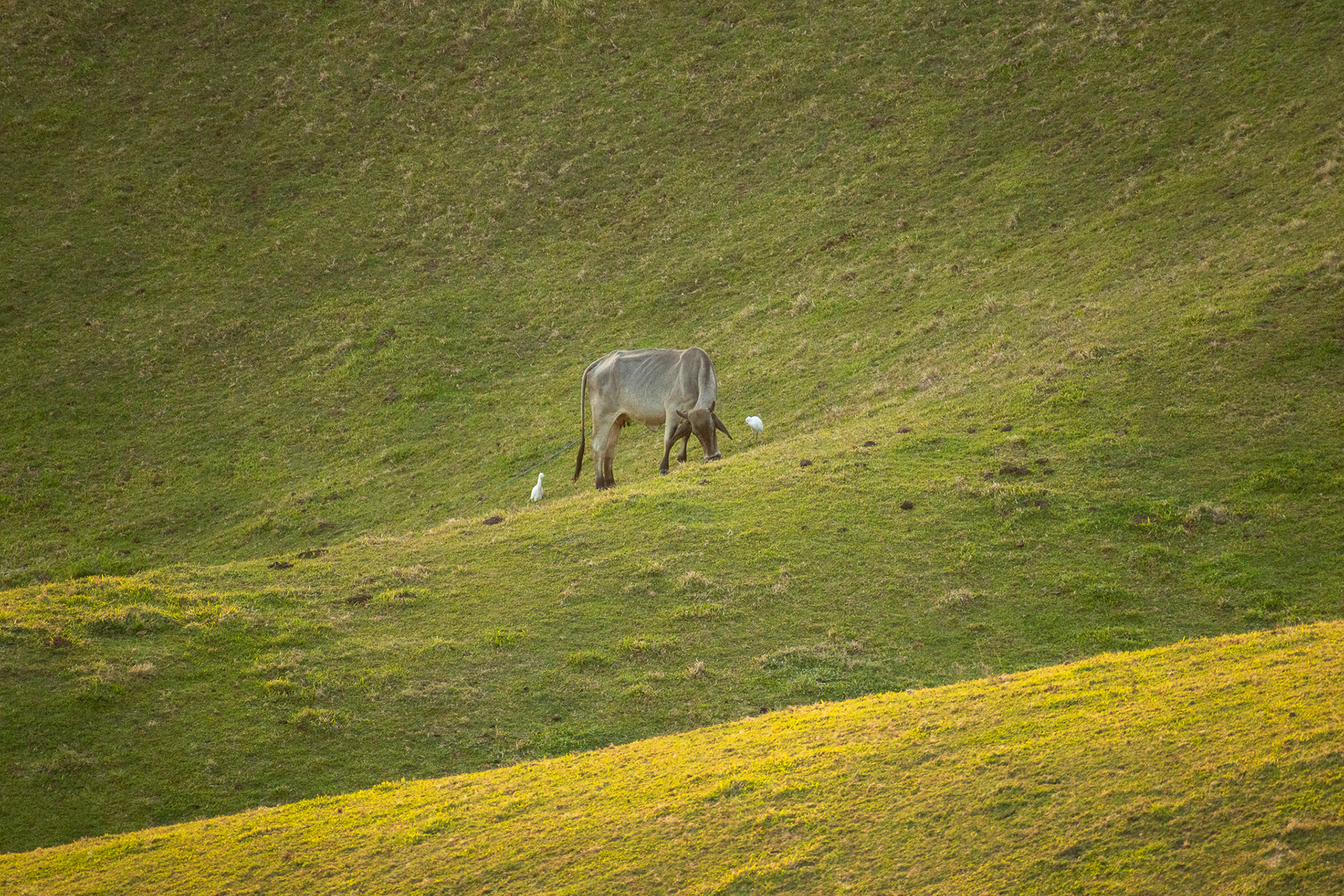 Vayang Rolling Hills #4