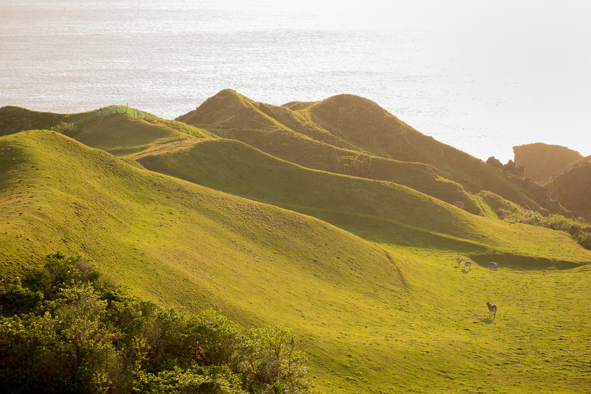 Vayang Rolling Hills #1