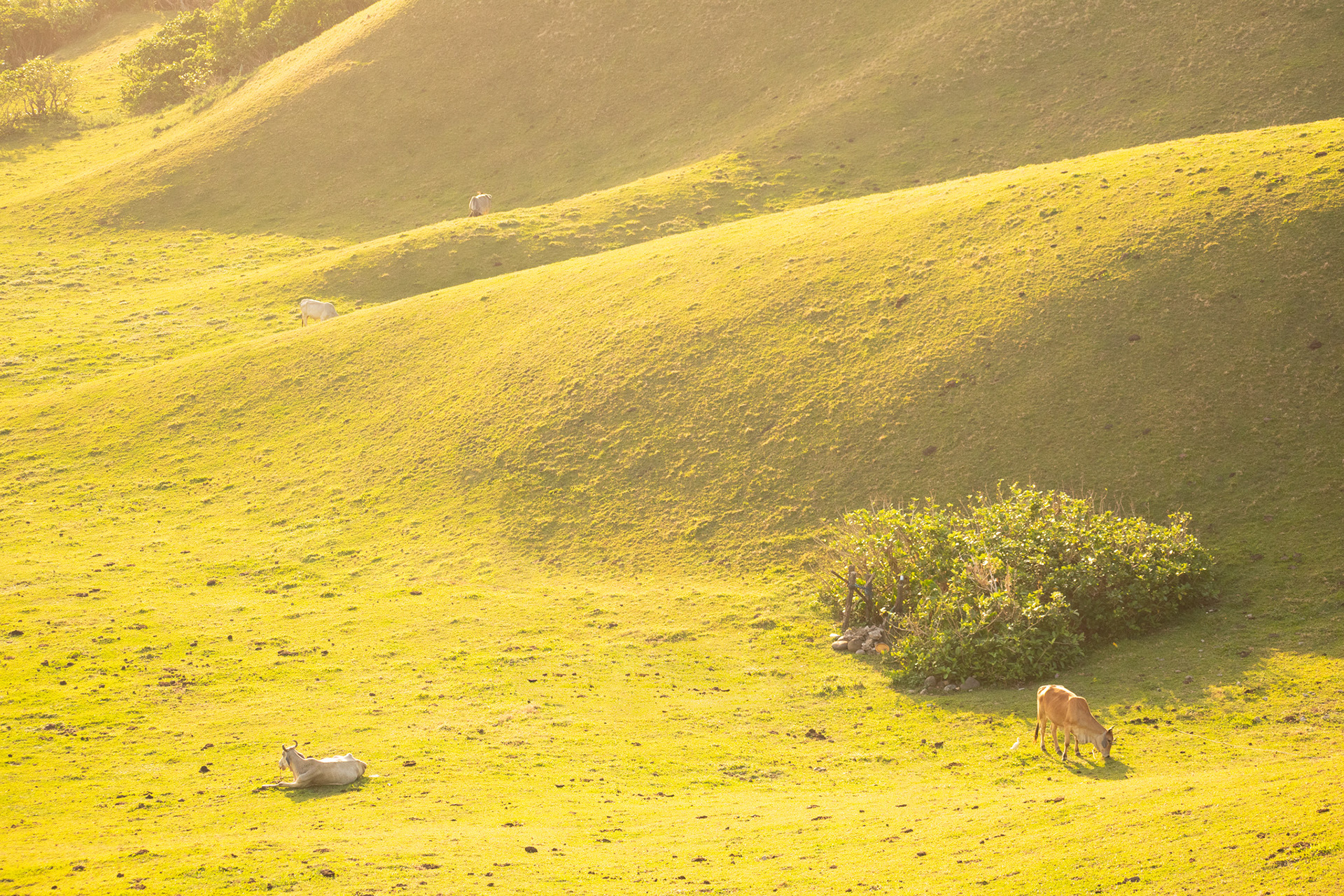 Vayang Rolling Hills #5