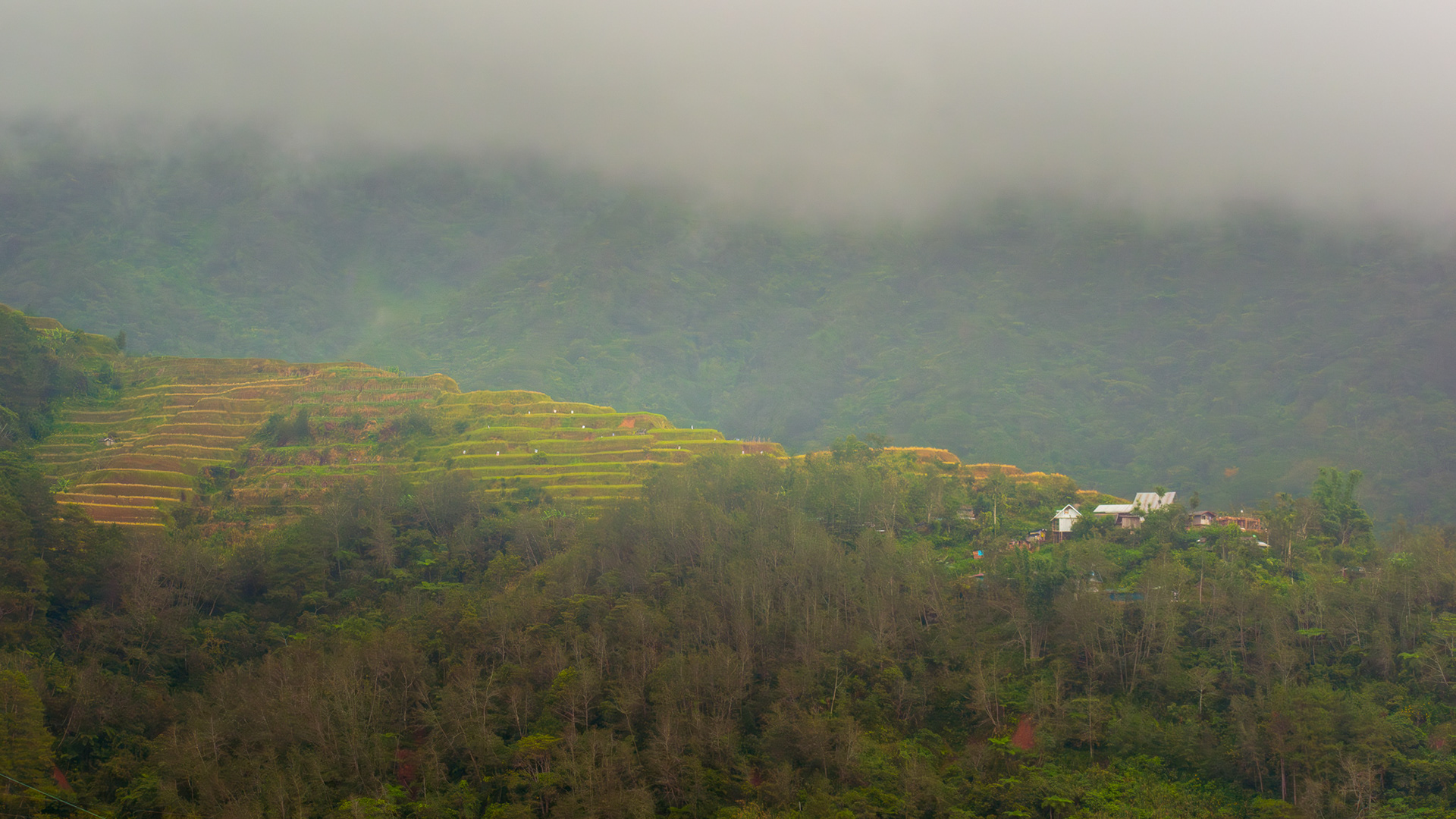 Banaue Rice Terraces #1