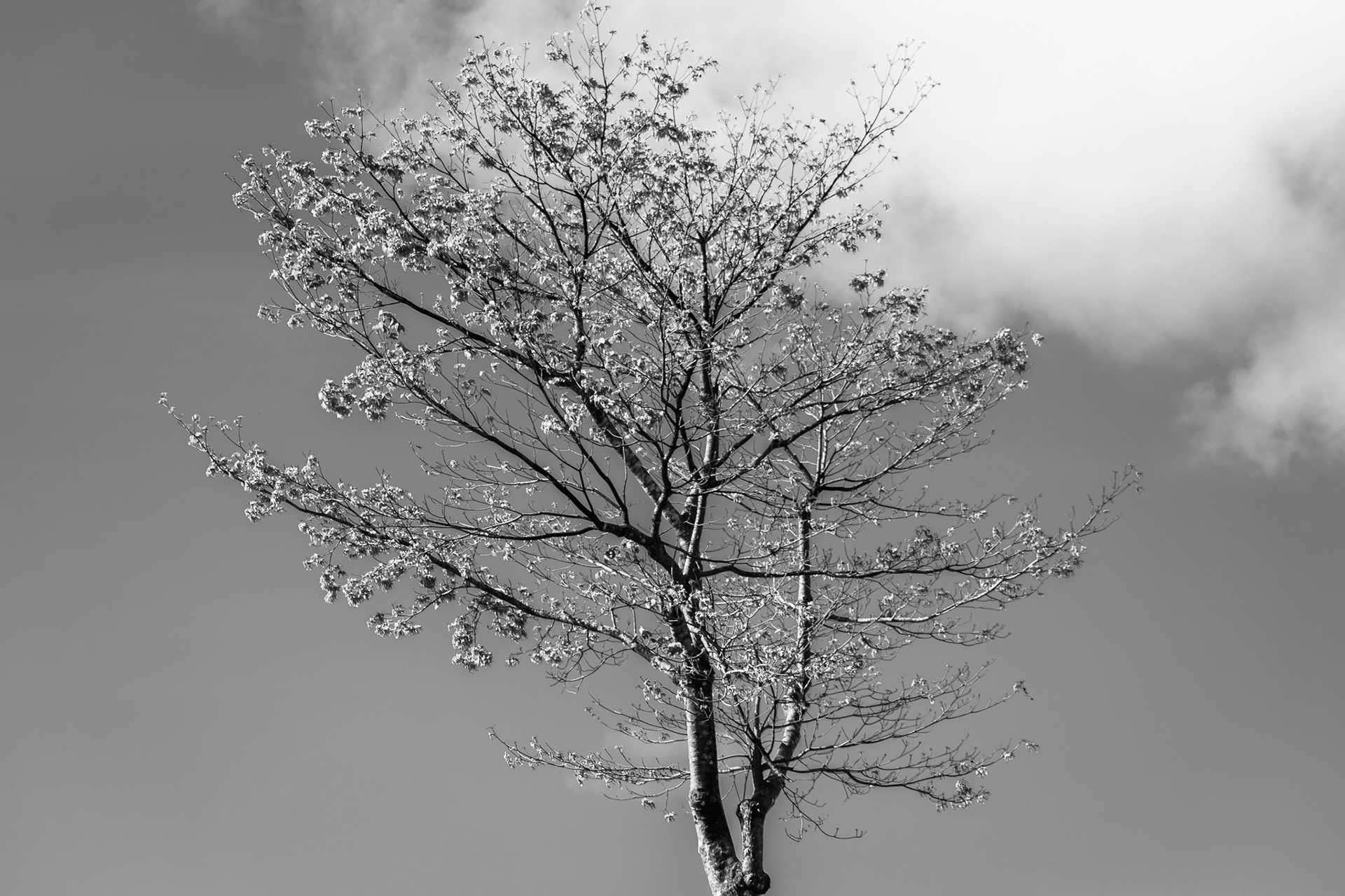 Withered Splendor #2