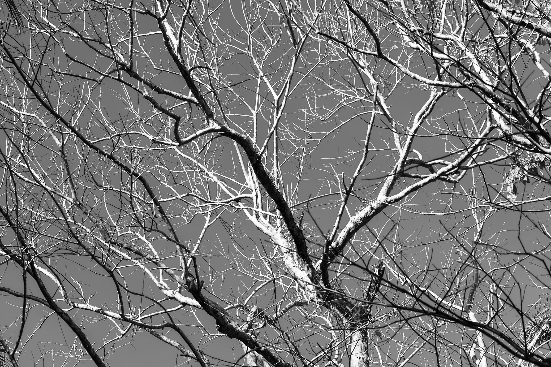 Withered Splendor #3