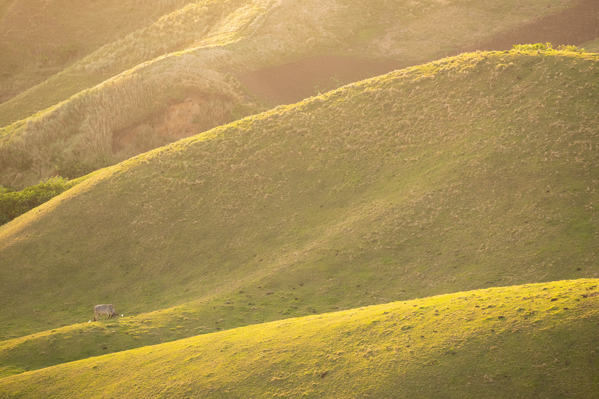 Vayang Rolling Hills #12
