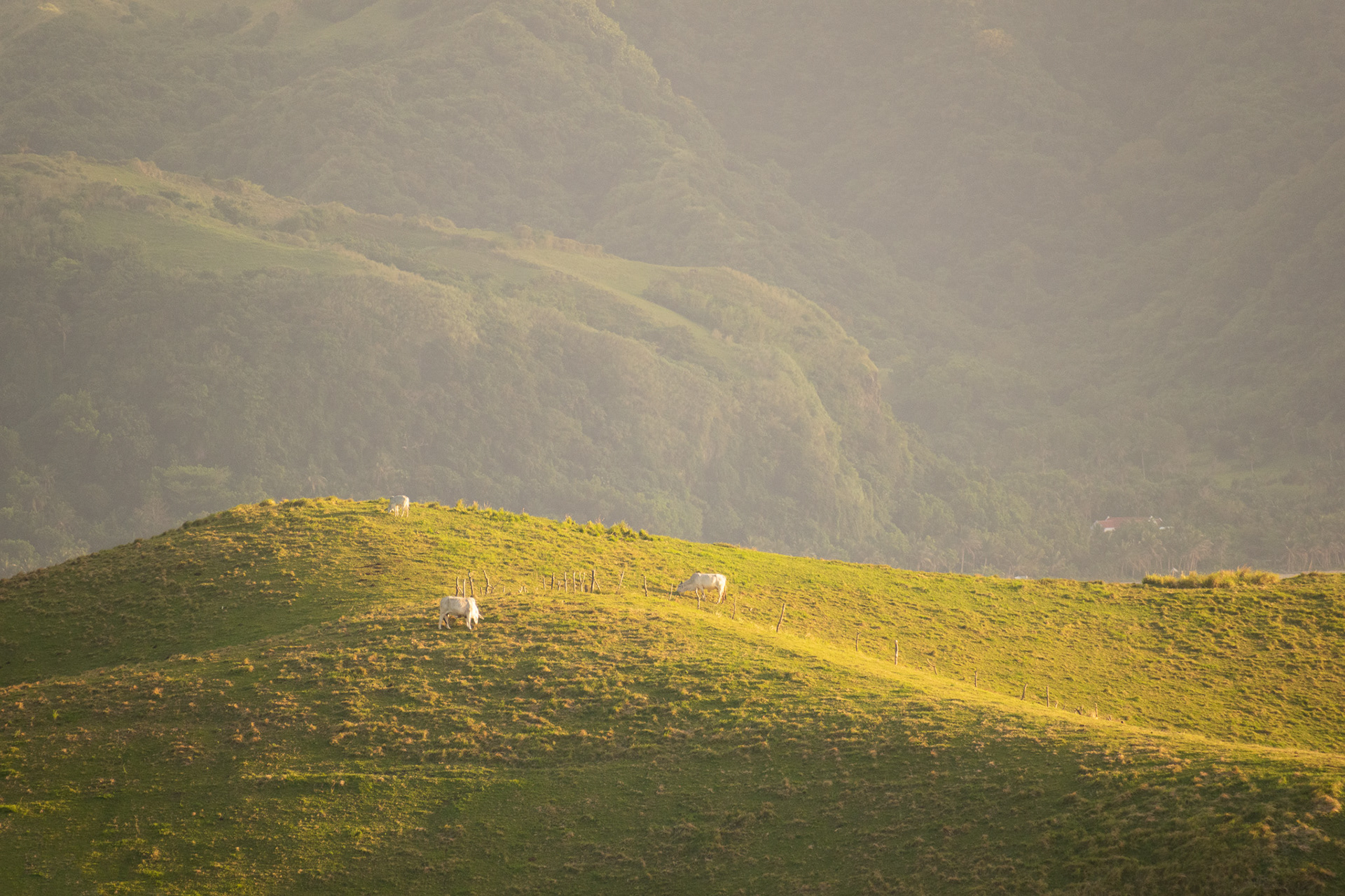 Vayang Rolling Hills #11