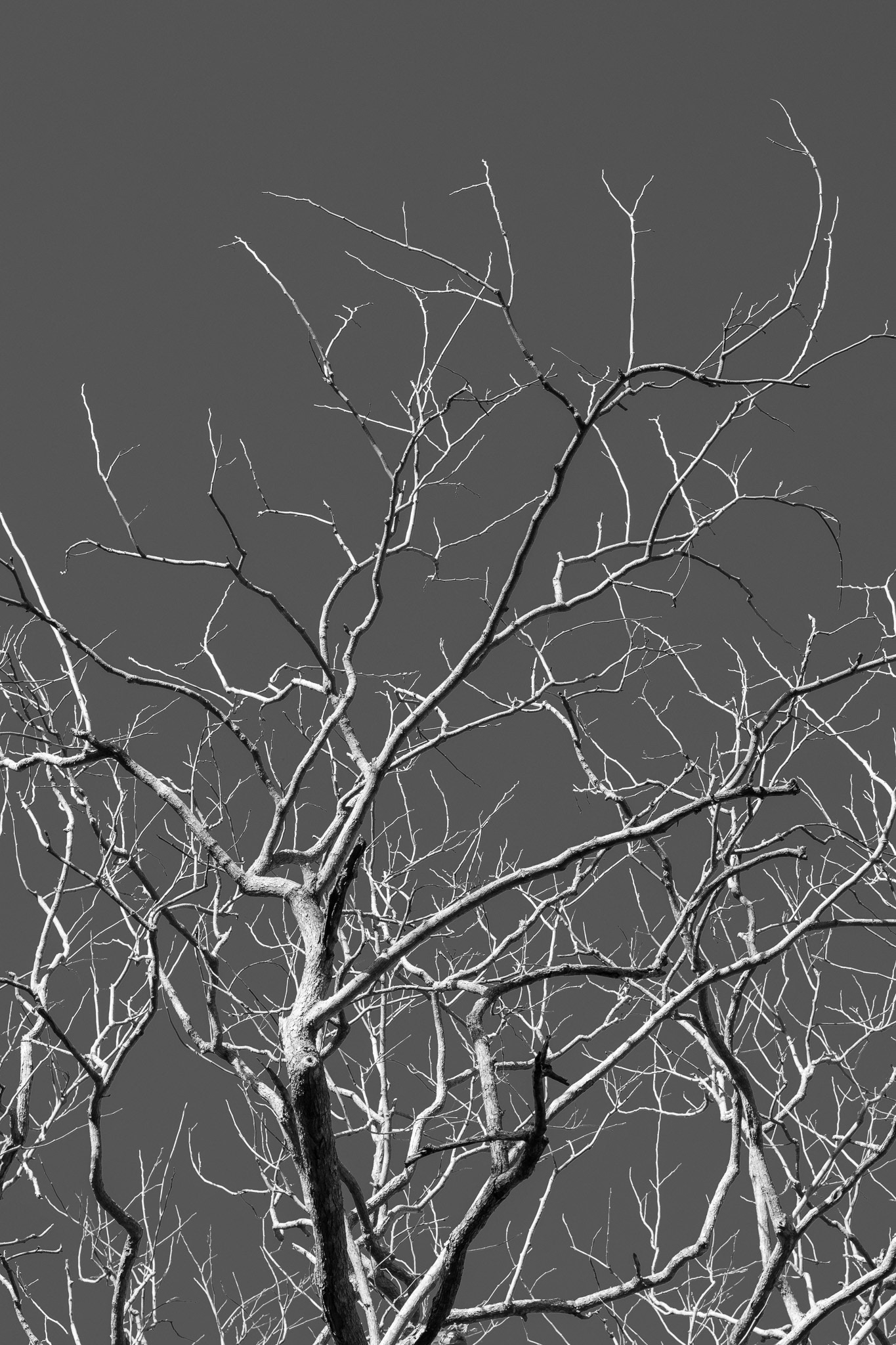 Neurons in Nature #2
