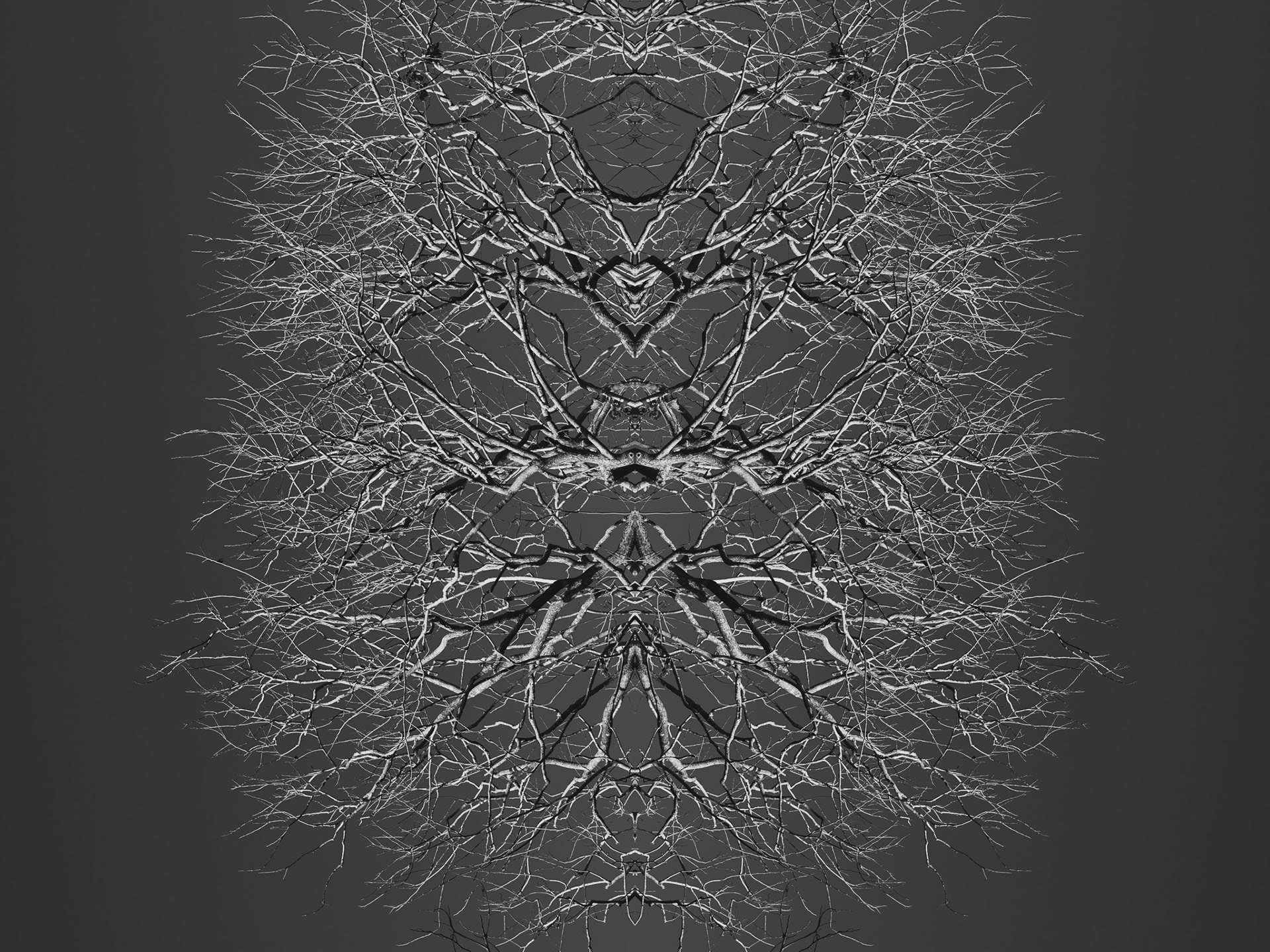 Neurons in Nature #1