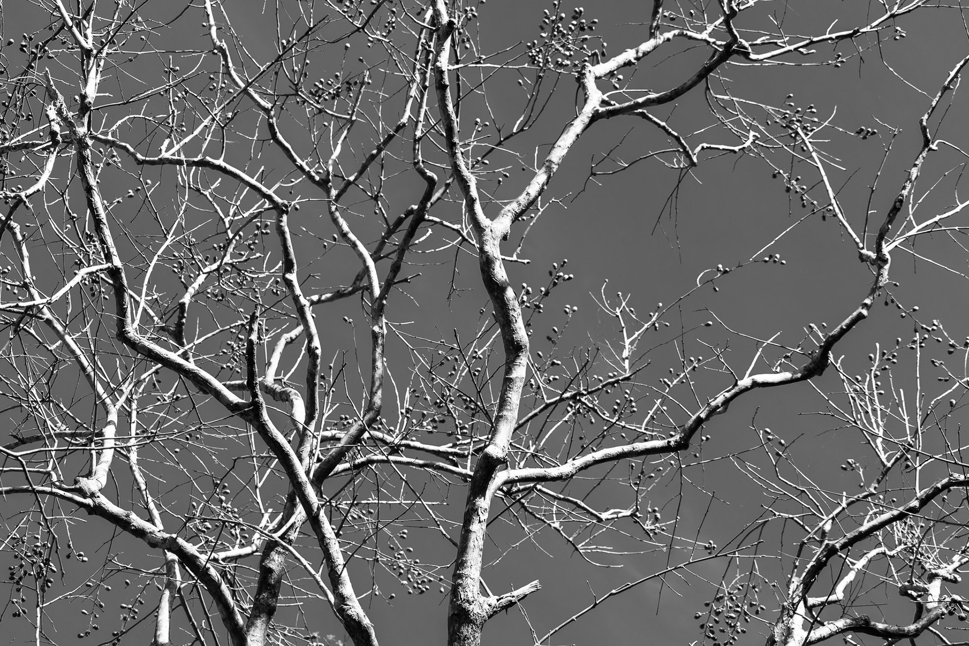 Withered Splendor #1