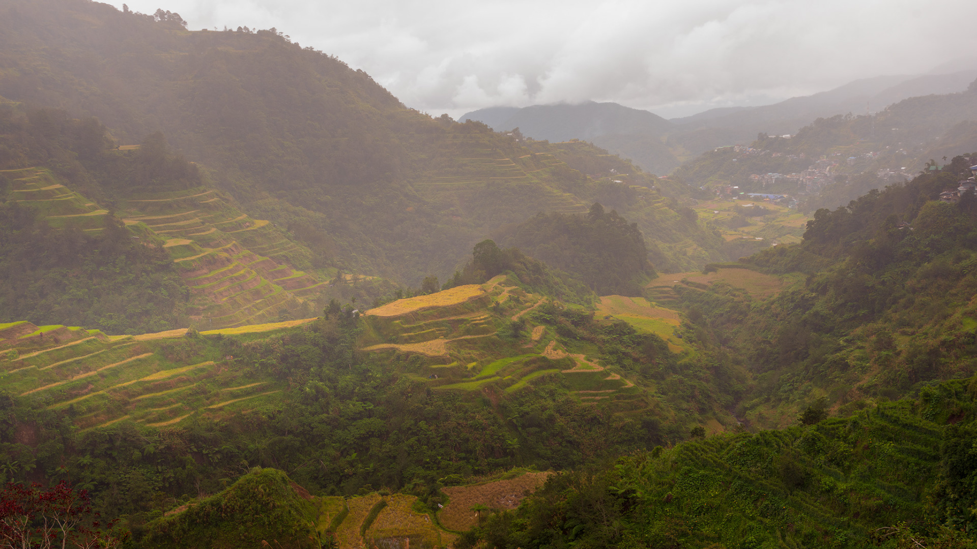 Banaue Rice Terraces #3