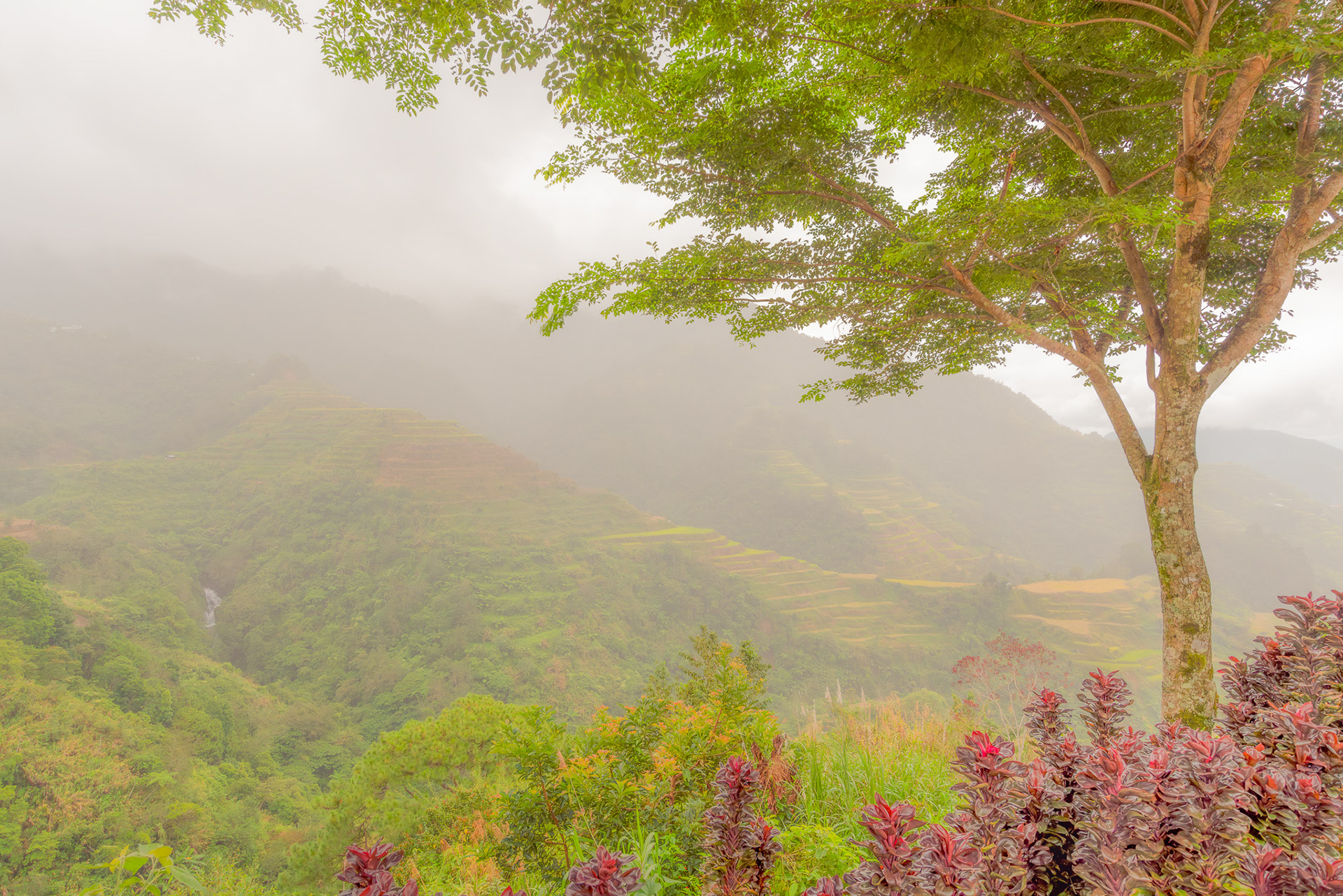 Banaue Rice Terraces