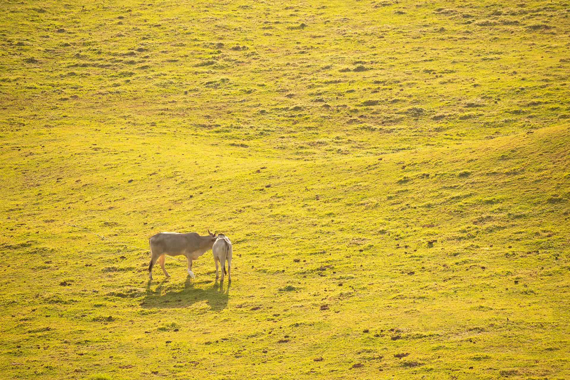 Vayang Rolling Hills #8