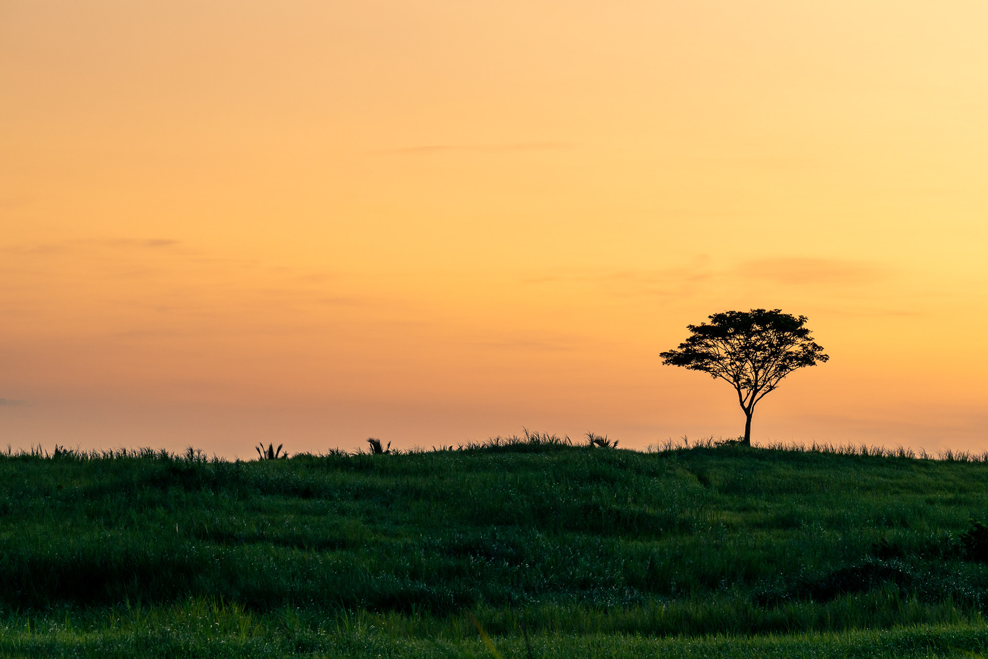 The Lone Tree