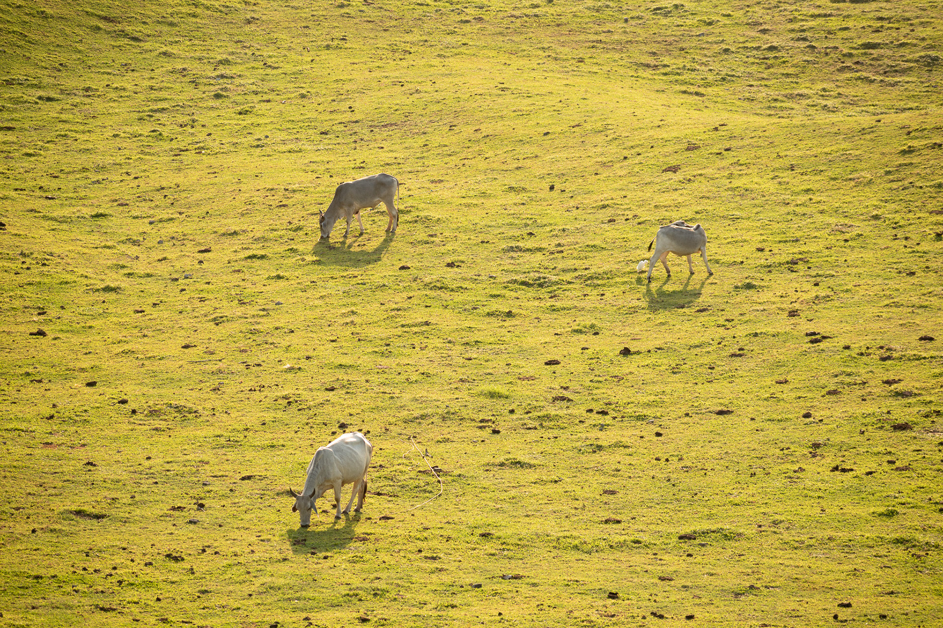 Vayang Rolling Hills #2