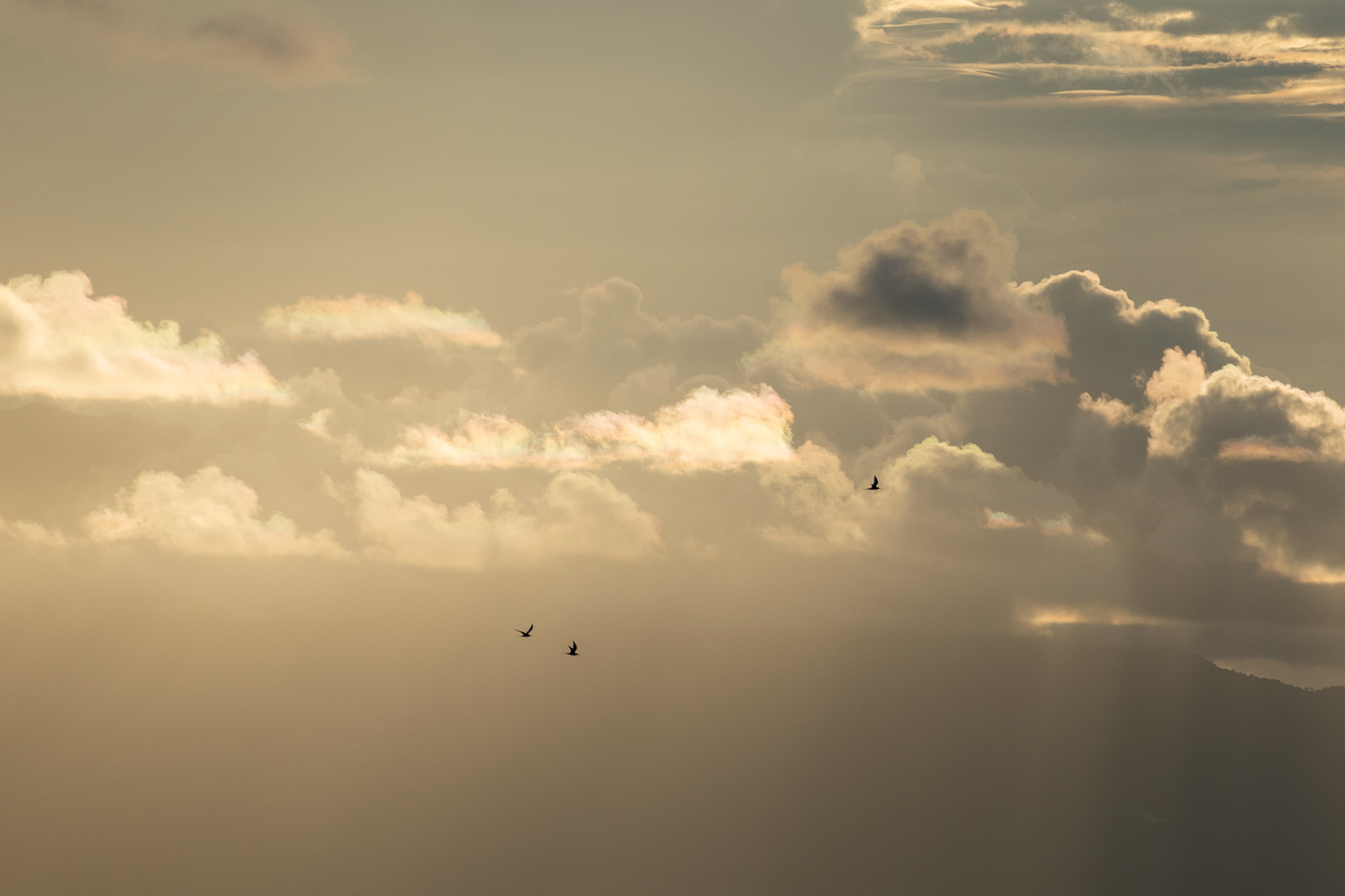 Dancing in the Sunset #2