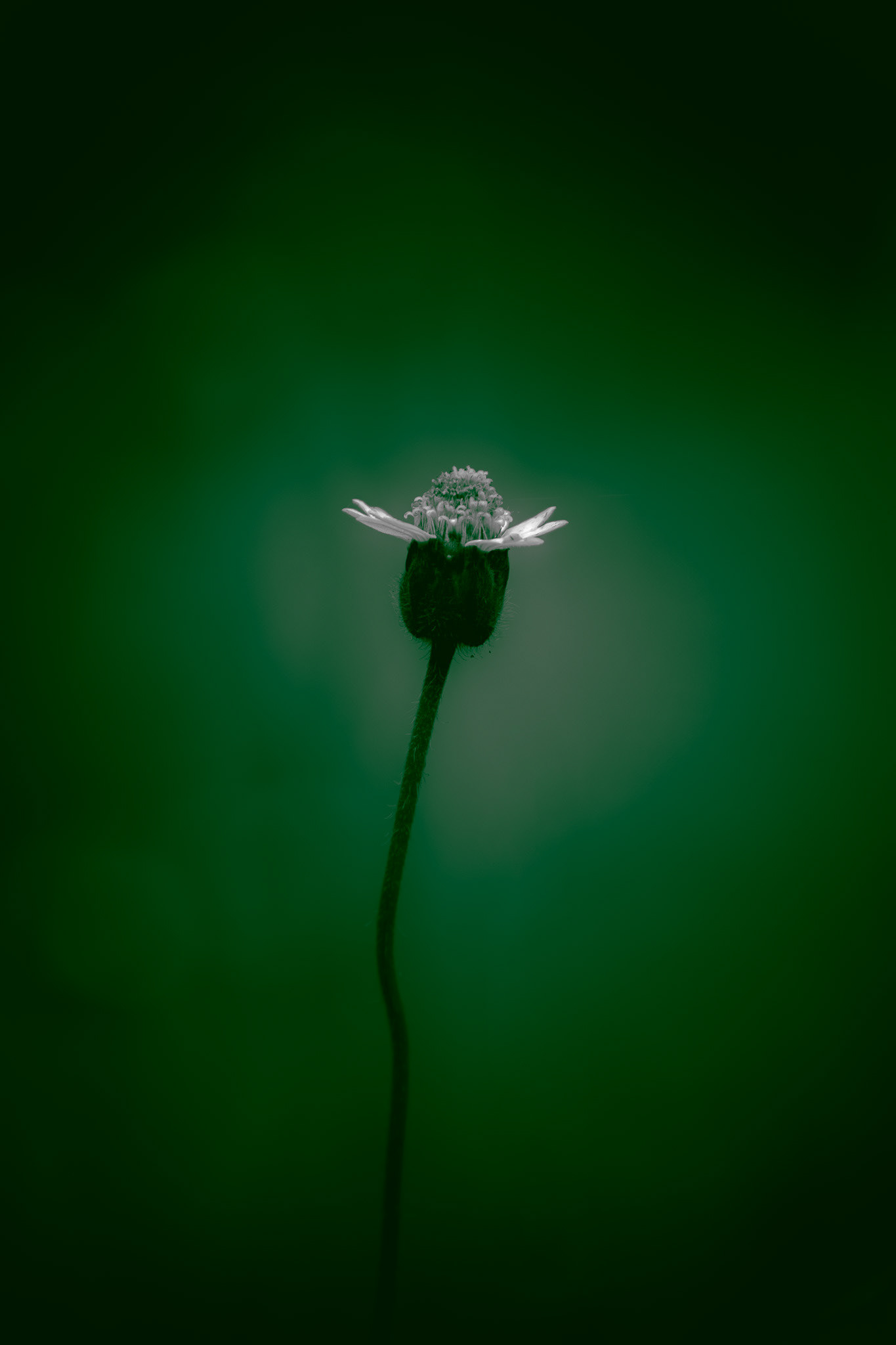 A flower for you, my love.