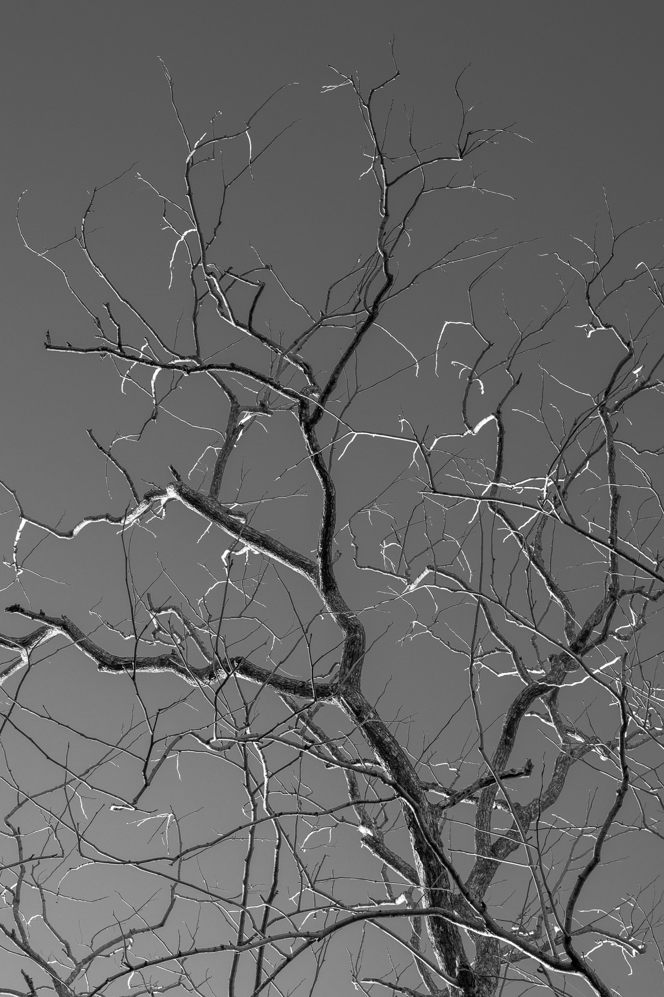 Neurons in Nature #3