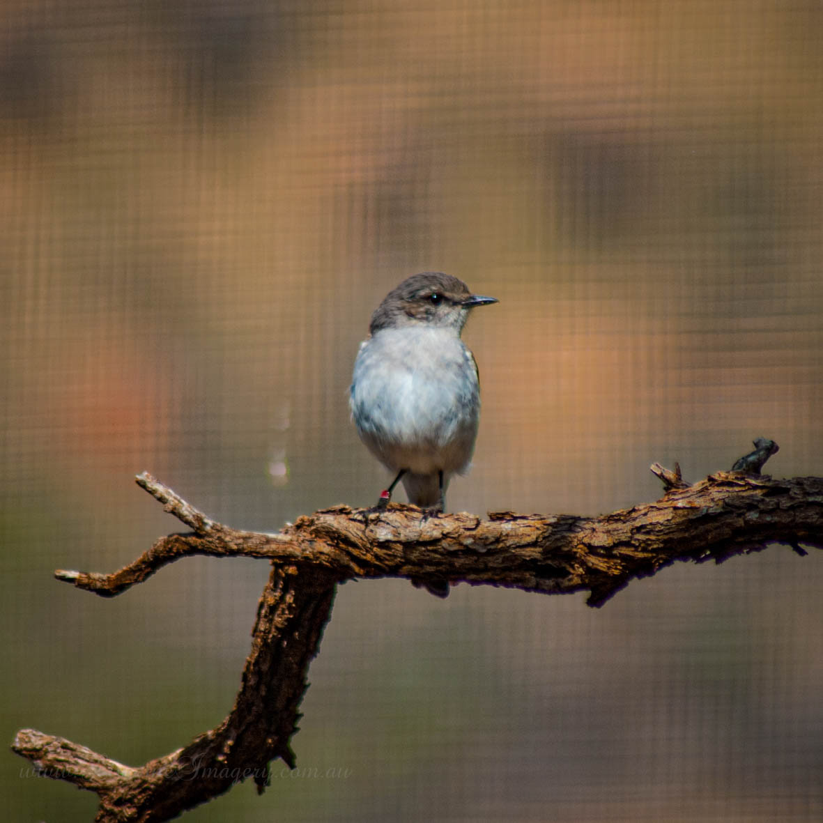 Alice Springs Desert Park