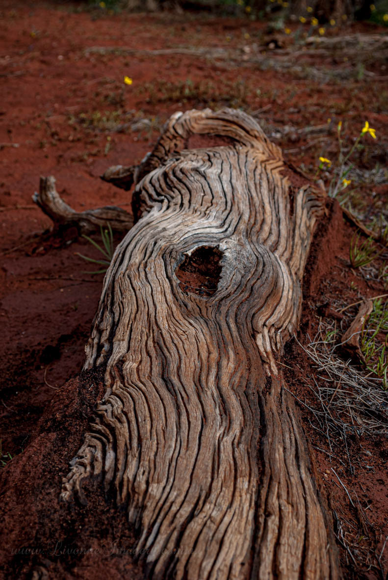 Alice Springs Desert Park