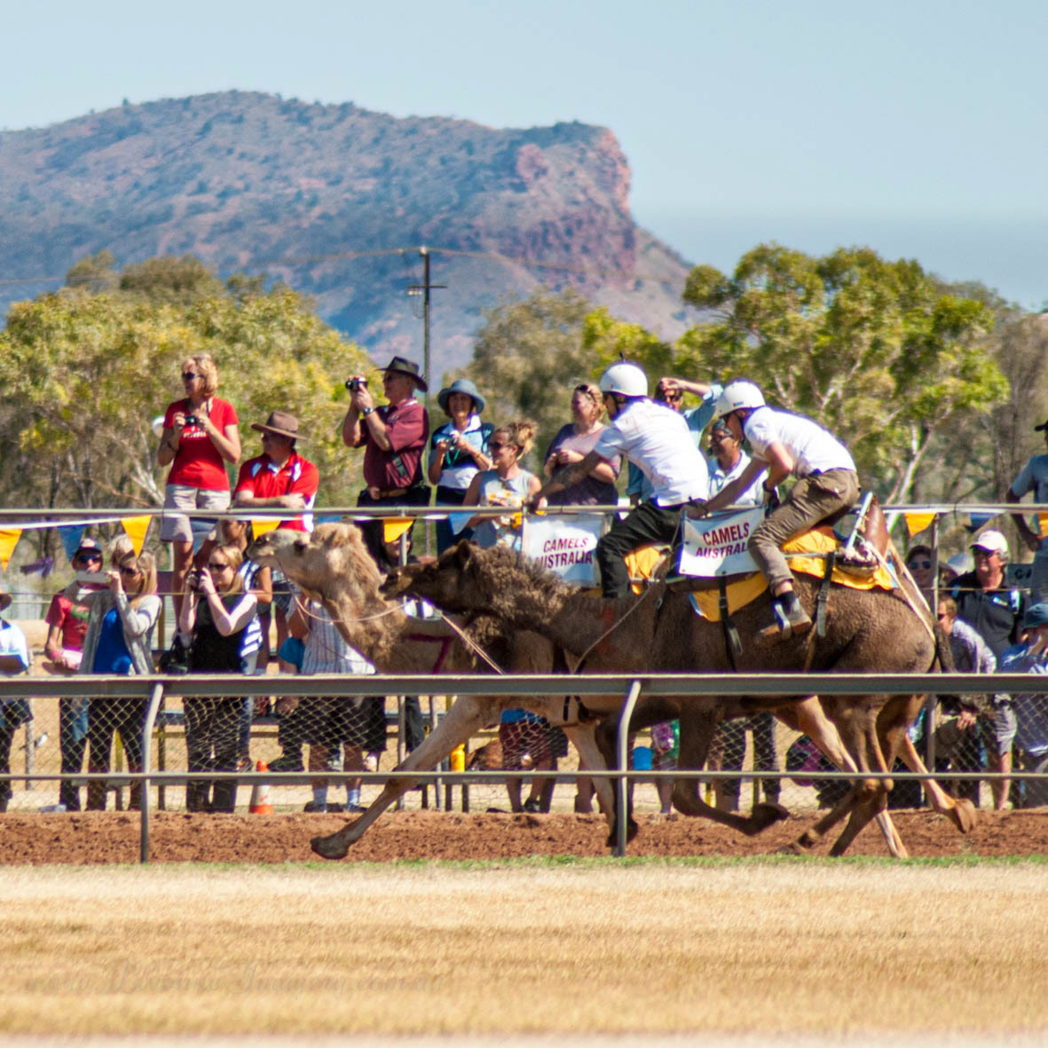 Camel Races