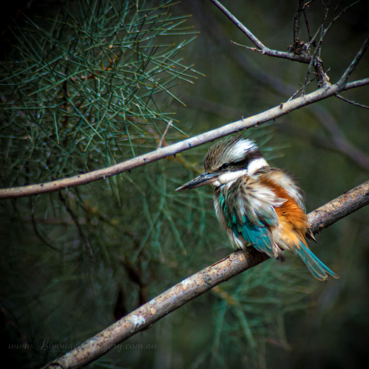 Alice Springs Desert Park