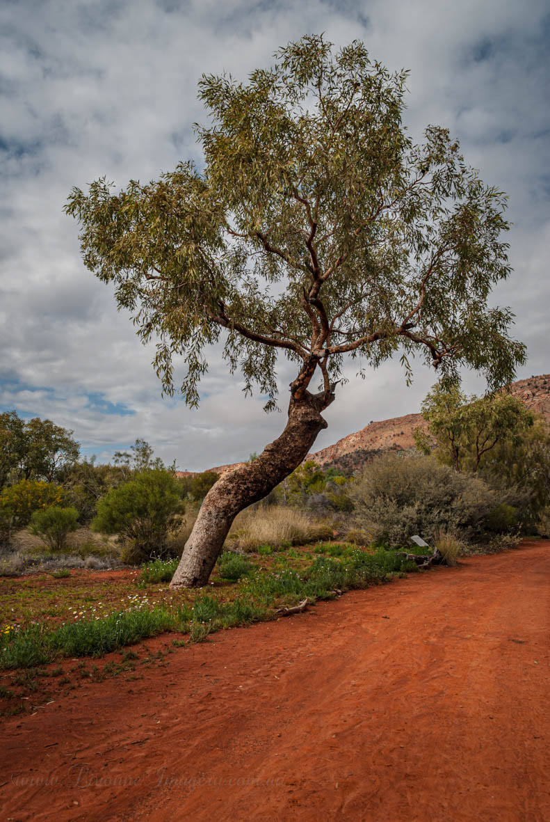 Alice Springs Desert Park