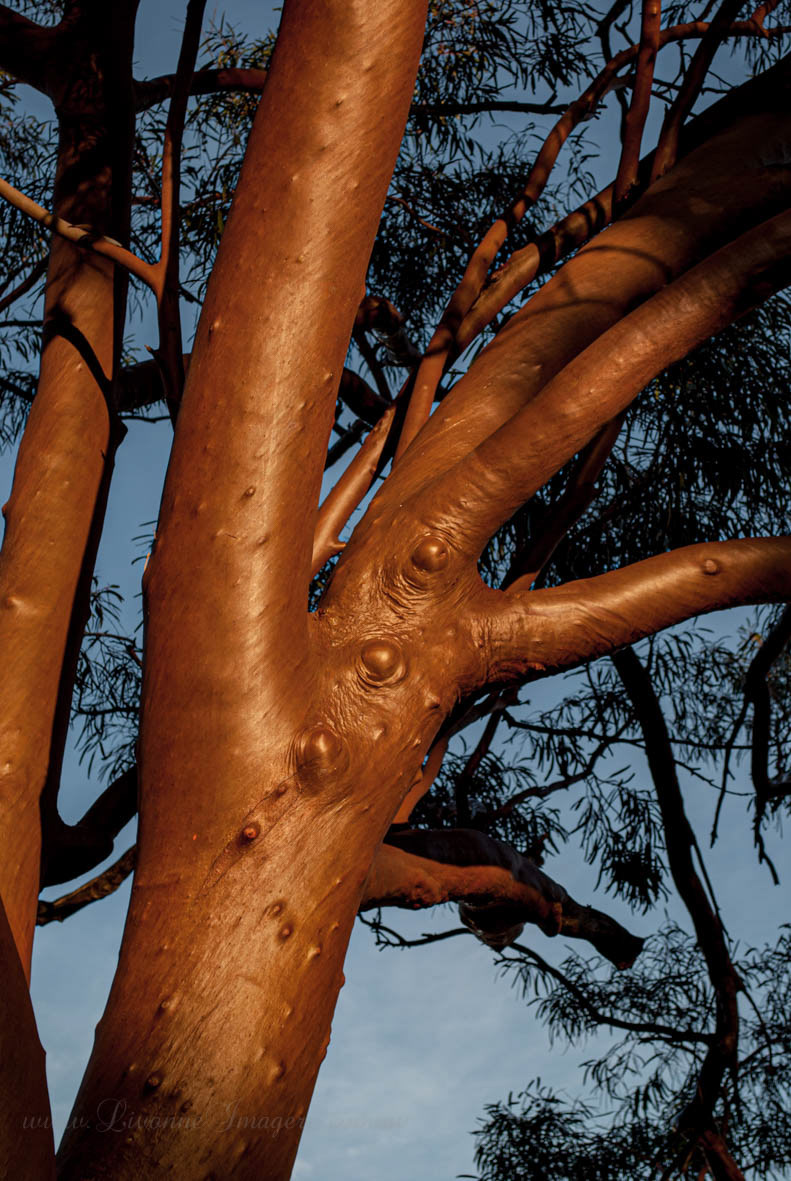Woomera