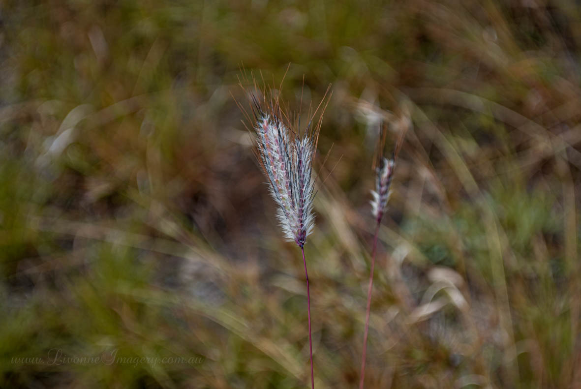 Alice Springs Desert Park