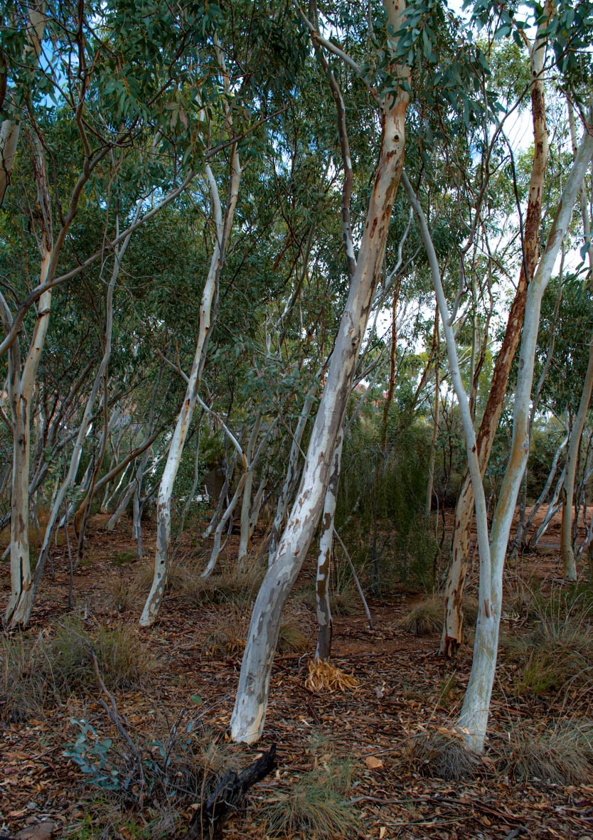 Alice Springs Desert Park