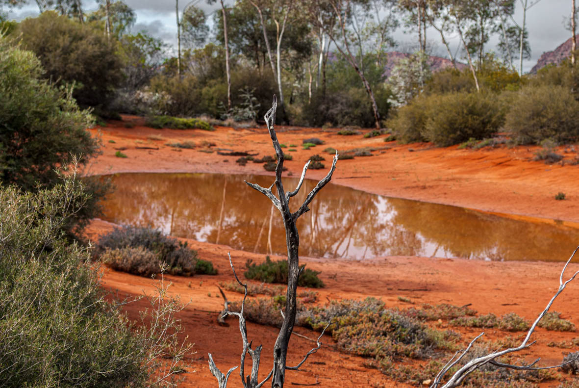 Alice Springs Desert Park