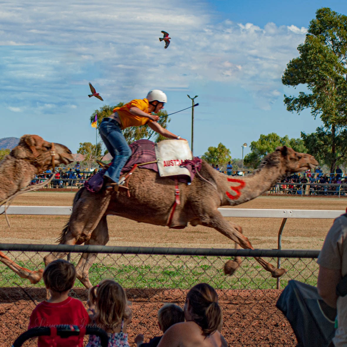 Camel Races