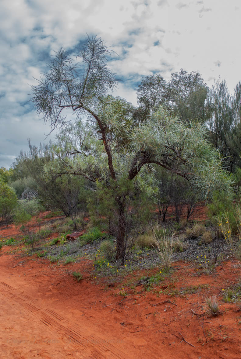 Alice Springs Desert Park