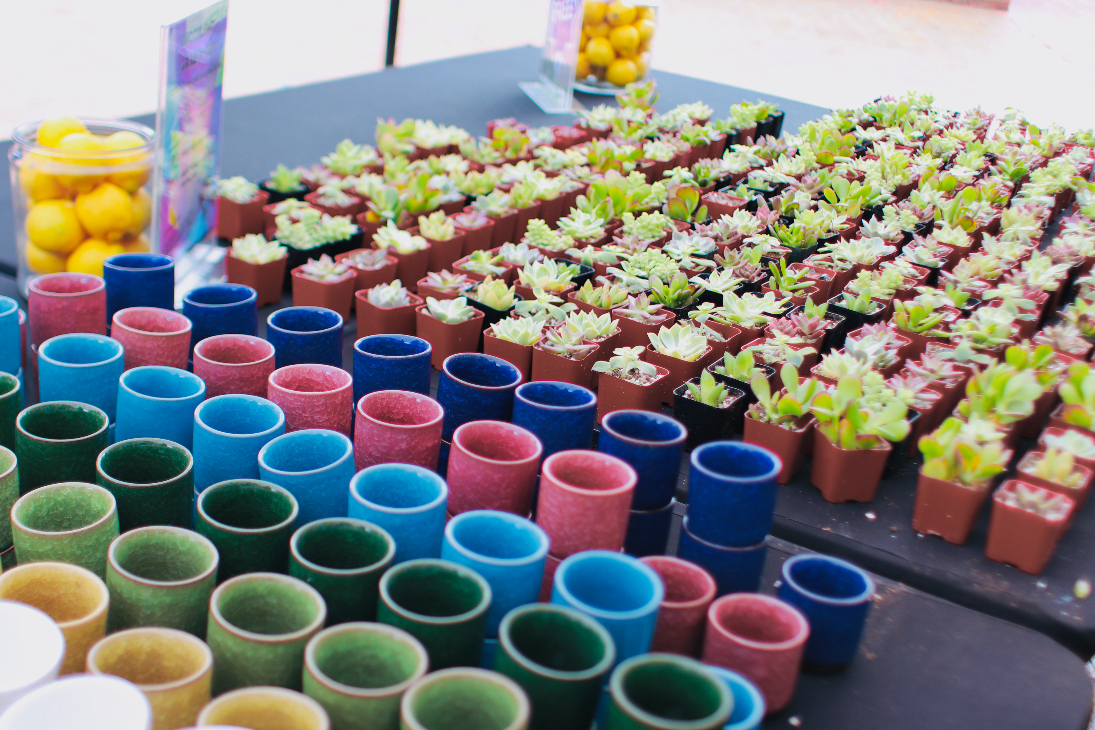 Succulent giveaway
