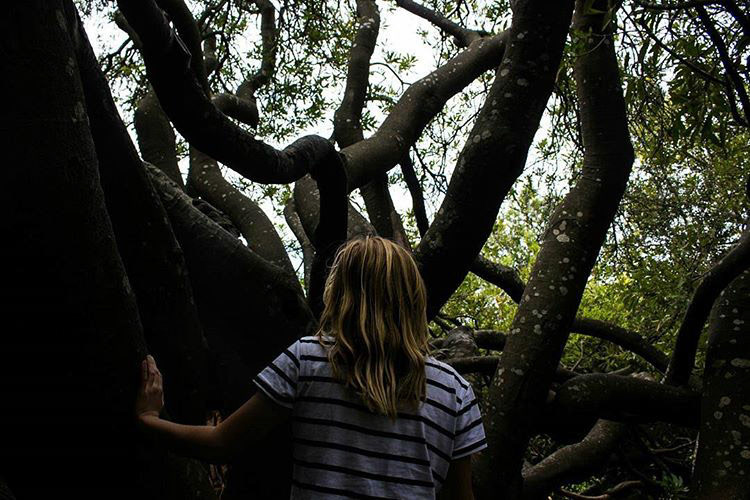 Peak Through he Trees - Cape Town
