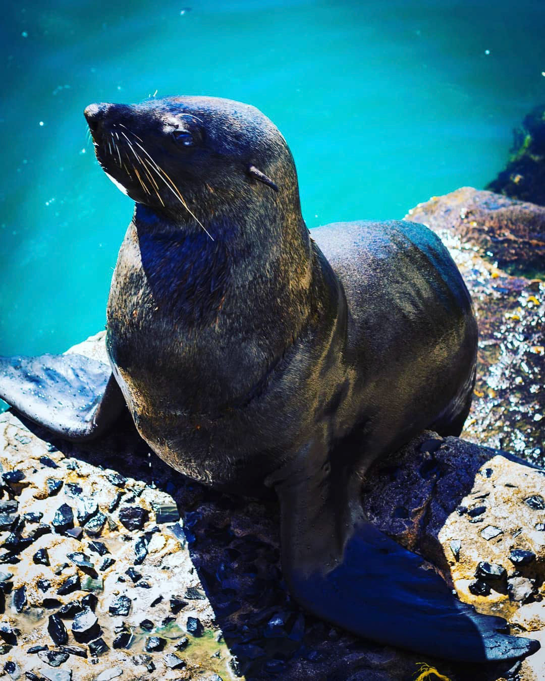 Seal - Fish Hoek