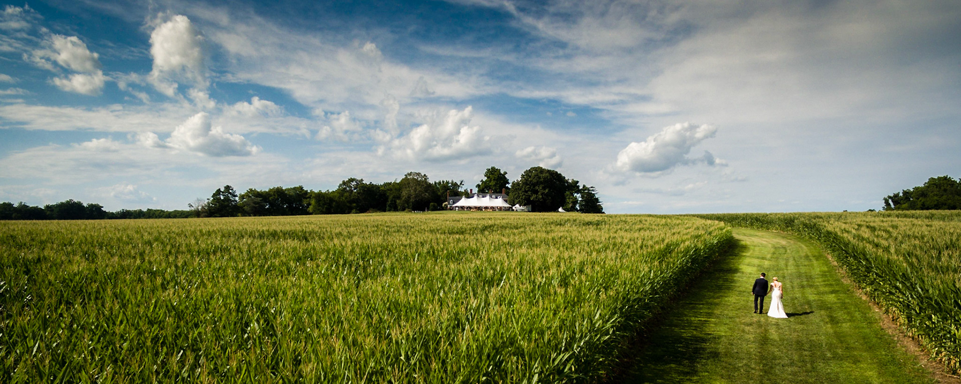 Wedding couple walking through corn field to the reception tent