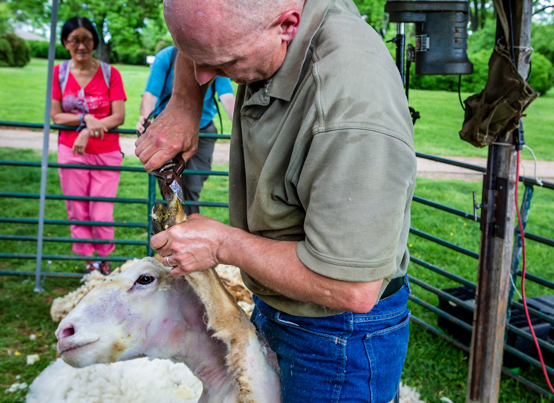 Yearly sheep shearing at James Monroe Highlands