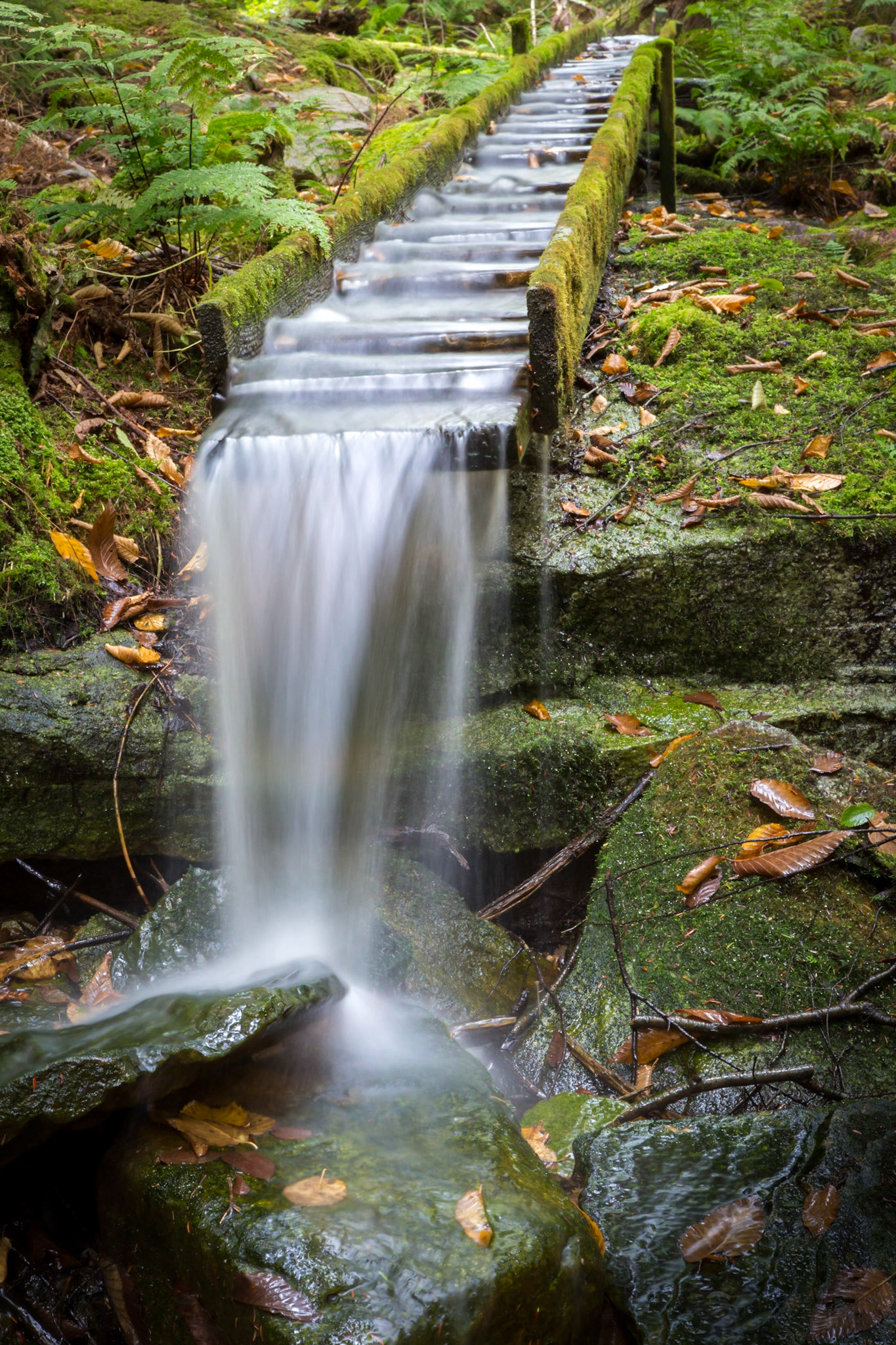 Water way in Blackwater Falls State Park in WV