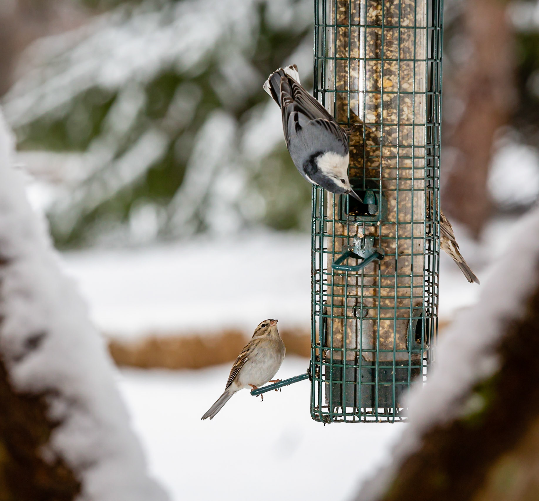 Birds on a birdfeader