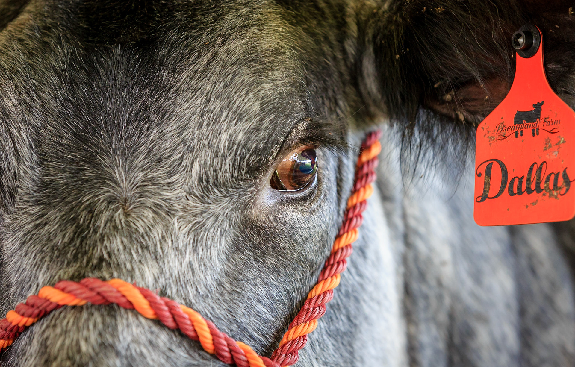 Just a cow looking at you